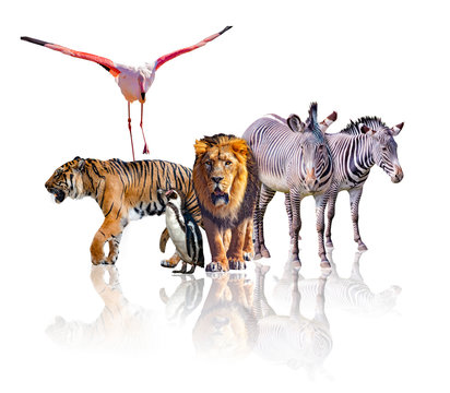 Group of African Safari animals walking together. It is isolated on the white background. It reflects their image. There are zebras, lion, tiger, flamingo and penguin.