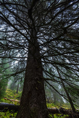 walking in wet misty autumn forest with fog and old trees