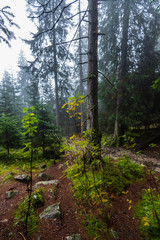 Obraz premium walking in wet misty autumn forest with fog and old trees