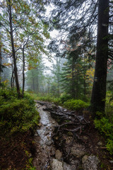 Obraz premium walking in wet misty autumn forest with fog and old trees