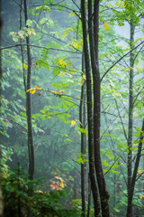 walking in wet misty autumn forest with fog and old trees
