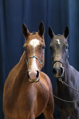 Two adult thoroughbred horses of red and black color are interested look in a shot. Blue background