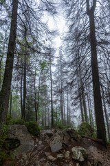 Fototapeta premium walking in wet misty autumn forest with fog and old trees
