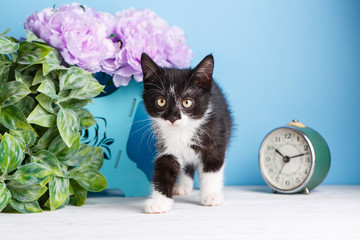 Kitten standing near the side of the box with flowers