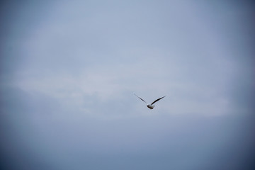 wild birds flying high in the sky