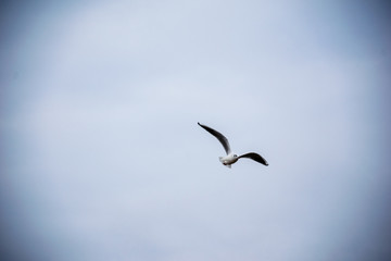 wild birds flying high in the sky