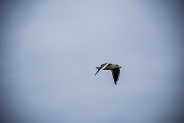 wild birds flying high in the sky