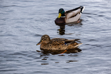 beautiful duck swimming in calm water