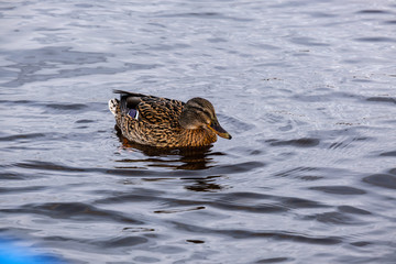 beautiful duck swimming in calm water