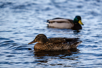 Obraz premium beautiful duck swimming in calm water