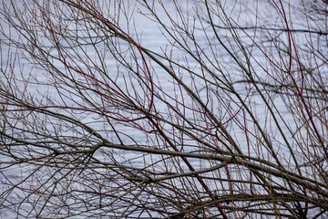 naked tree branches in sunset colors against calm shiny water