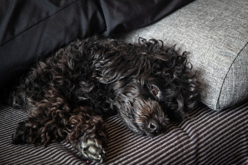 Small cute black toy poodle dog lying on woman's legs on the bed