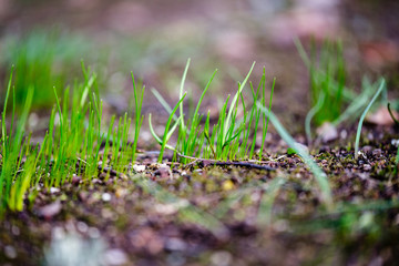 first green grass growing from naked spring soil