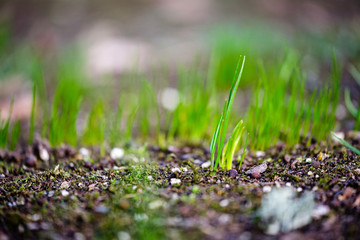 first green grass growing from naked spring soil
