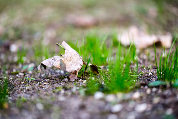 first green grass growing from naked spring soil