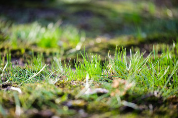 first green grass growing from naked spring soil
