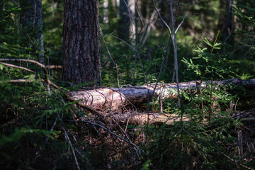 young pine trees in swamp area with blur background