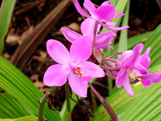 Naturals Lilac orchids