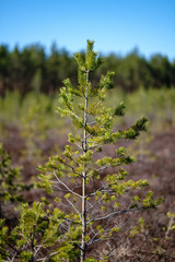 young pine trees in swamp area with blur background