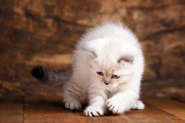 Scottish straight cat cream color. Lovely fluffy kitten