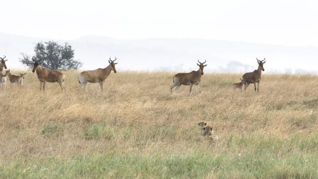 hartebeest herd become nervous as a cheetah pair stalk them at serengeti national park in tanzania- a 4K 60p clip
