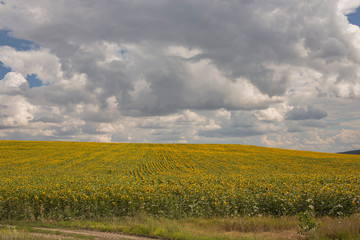 Clouds over a field with a sunflower. Rural idyll. A huge field of yellow flowers enjoy the sun. Agriculture in the European zone.