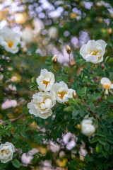 Blooming wild rose Bush in the spring.