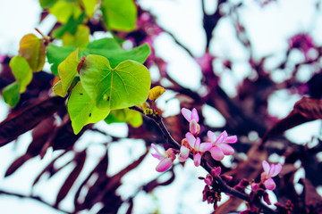 Cercis siliquastrum. Blooming spring tree with pink flowers.