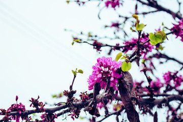 Naklejka na ściany i meble Cercis siliquastrum. Blooming spring tree with pink flowers.