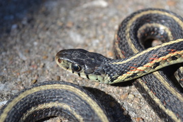 Obraz premium Garter Snake