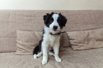 Funny portrait of cute smilling puppy dog border collie on couch. New lovely member of family little dog at home gazing and waiting. Pet care and animals concept