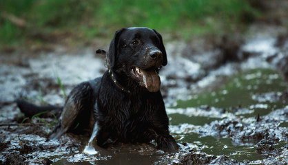 Black dog bathing in a puddle and mud