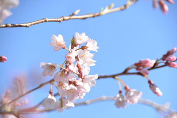 Obraz premium 淡墨桜