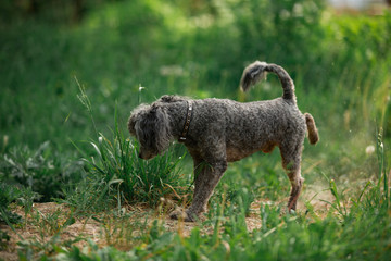 Fototapeta premium Portrait of gray toy poodle in grass