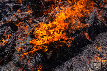 Flaming fire. Burning tree branches. Pagan rite dedicated to the arrival of spring. Big bonfire on Shrovetide. 