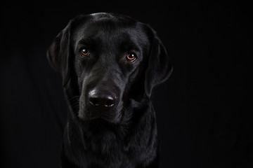 Cute black dog looking at camera on black background - Powered by Adobe