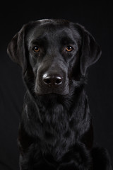 Fototapeta na wymiar Cute black dog looking at camera on black background