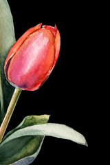 tulips. bouquet of flowers. Spring. watercolor