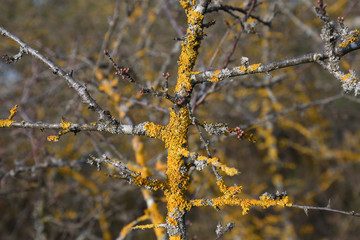 bush with lichen in early spring