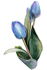 tulips. bouquet of flowers. Spring. watercolor