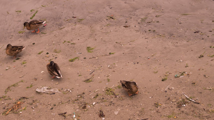 Duck standing on the wet sand background