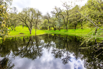Reflection On Pond In Wooded Countryside