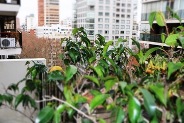 plants in greenhouse