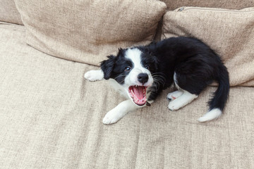 Funny portrait of cute smilling puppy dog border collie on couch. New lovely member of family...