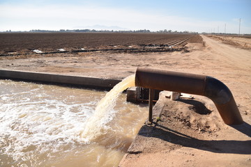 Arizona white carrot field