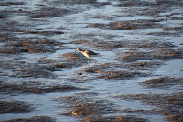 Avocet searching for food