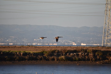 Canadian Geese on Migration