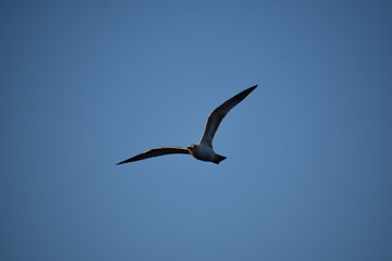 Gull wingspan