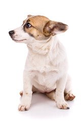 The puppy sits on his hind legs and looks to the left