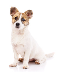 A dog with round ears sitting on a white background